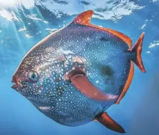  ??  ?? Opah caught off the coast of Hawaii can weigh 200 pounds.