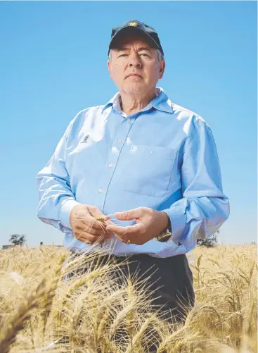  ??  ?? SETBACK: The ACCC is looking into GrainCorp’s plan to sell its bulk liquid business to ANZ Terminals, which managing director Mark Palmquist had previously said was an experience­d operator.