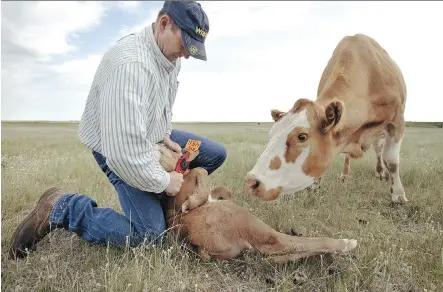  ??  ?? Dylan Biggs tags a calf on TK Ranch northeast of Hanna. Dylan and his wife Colleen raise grass-fed beef without the use of antibiotic­s except when animals are actually sick through methods of herd handling that minimize stress on the animals. They have...