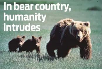  ??  ?? A grizzly bear and her cubs inhabit Glacier National Park in Montana. In 2018, a record number — 51 — were killed in the Northern Continenta­l Divide Ecosystem, millions of acres in and around Glacier National Park.