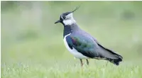  ?? Darin Smith ?? Lapwing