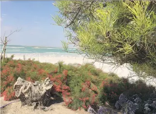  ??  ?? Colourful roadside flowers are a stark contrast to the gleaming white salt built up on the shores of the Dead Sea.