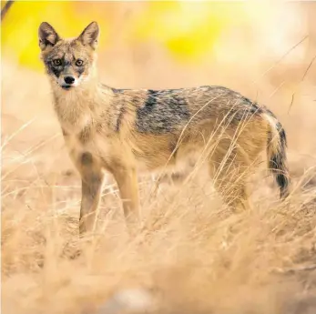  ?? FOTO: ALEX GEIFMANN/ MAGO IMAGES ?? Mit dem Goldschaka­l siedelt sich neben Luchs und Wolf ein weiteres Raubtier im Land an.