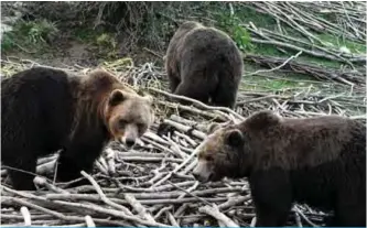  ??  ?? A small group of brown bears gather at the shelter.