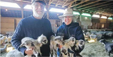  ??  ?? In March, John and Lorraine Buchanan show a rare birth of sextuplet lambs. Now, sheep are being eaten by bears.