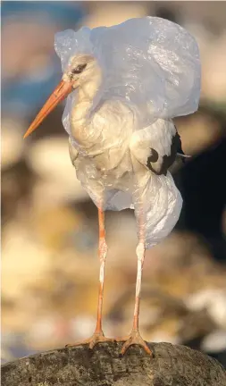  ?? Foto: WWF ?? Die Tierwelt leidet unter dem Plastikmül­l.