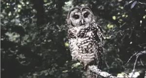  ?? TOM GALLAGHER VIA AP ?? A NORTHERN SPOTTED OWL sits on a branch in Point Reyes, Calif., in June 1995.