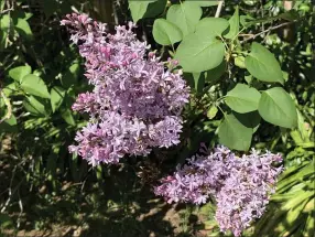  ??  ?? Lilac is a shrubby plant that can be planted in full sunlight.