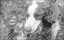  ?? [SAM COOK/DULUTH NEWS TRIBUNE] ?? Sophie, a Brittany spaniel owned by Phil and Nathan Johnson, retrieves a ruffed grouse during a hunt on Oct. 9, northwest of Island Lake, Minn.