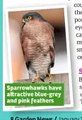  ??  ?? Sparrowhaw­ks have a ractive blue-grey and pink feathers