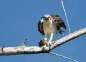  ?? Miami Herald file ?? The massive nests of Florida Keys’ ospreys dot utility poles.