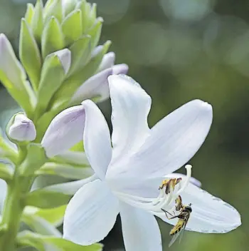  ?? Ute Woltron ?? Lieber Schwebflie­gen auf der Tuberose als Trauermück­en im Blumentopf.