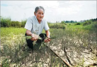  ?? ZHU WENBIAO / FOR CHINA DAILY ?? Farmer Jiang Bingtai, 72, holds dry rice stalks in Wannian, Jiangxi province, on Tuesday, saying that he believes the field won’t produce anything this year. Crops in the area were adversely affected by heat waves and a lack of rain during the summer, despite proximity to Poyang Lake, China’s biggest freshwater lake.