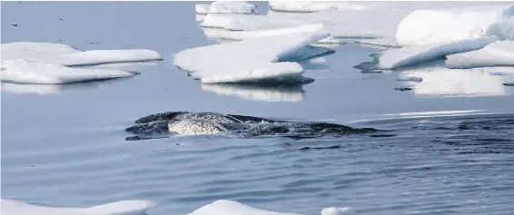  ?? DAVID GOLDMAN, THE ASSOCIATED PRESS ?? Narwhal swim between sea ice floating in the Canadian Arctic Archipelag­o. Aerial surveys have shown a drop in the number of narwhal migrating to Eclipse Sound from Baffin Bay.