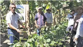  ??  ?? Ventaja. Como abono verde, los resultados se reflejan al final del cultivo, ya que al proporcion­arle nitrógeno al suelo, se mejora la calidad de este y se disminuyen los costos en la fertilizac­ión. La validación comenzó en 2016.