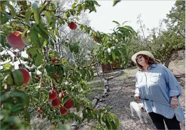  ??  ?? ABOVE: Suzanne Chavez of Santa Fe looks at her peach tree in her garden last month.