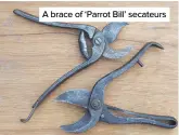  ??  ?? A brace of ‘Parrot Bill’ secateurs