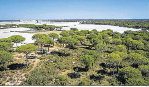  ?? SEVILLA
D. S. ?? Cultivos de frutos rojos en el entorno del Parque Nacional de Doñana.