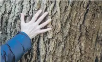  ?? ?? COMMUNING
WITH NATURE:
Main picture, Faith Douglas forest bathing; top, smelling the flowers on a witch hazel; above right, relaxing beneath a large beech tree; above, standing barefoot on a patch of star moss; middle, feeling the texture of the bark on an ash tree.