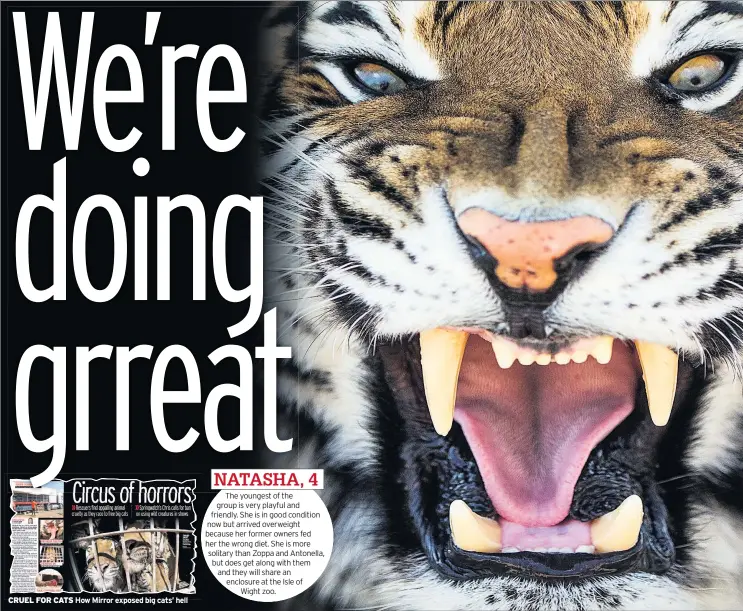  ??  ?? CRUEL FOR CATS How Mirror exposed big cats’ hell