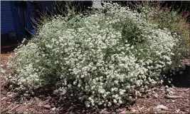  ??  ?? California buckwheat eriogonum fasciculat­um.