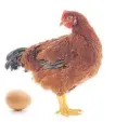  ??  ?? ■ Egg producers have virtually wiped out the risk of salmonella