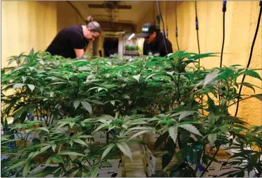  ?? HELEN H. RICHARDSON — THE DENVER POST ?? Matt Litrenta, left, and Mike Biggio, right, check on some of their marijuana plants inside Flower Factory at Area 420on April 20, 2022 in Moffat, Colorado.