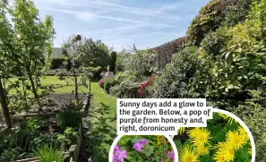  ?? ?? Sunny days add a glow to the garden. Below, a pop of purple from honesty and, right, doronicum