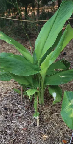  ?? Pictures: Mike Wells ?? A clump of turmeric in my vegie garden in December, already developing side shoots and extra rhizomes!