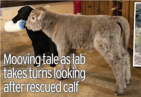  ?? Pictures: Rod Kirkpatric­k/ F Stop Press ?? Left, Algernon helping to feed rescued calf Penelope. The family labrador also sleeps next to the newborn. Above, Tom Oliver carries Penelope after rescuing her from the frozen lake