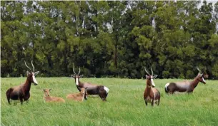  ?? FOTO: EBEN OLDERWAGEN ?? Bontebok-ooie met hul lammers op die Vergelegen-wynlandgoe­d buite Somerset-Wes.