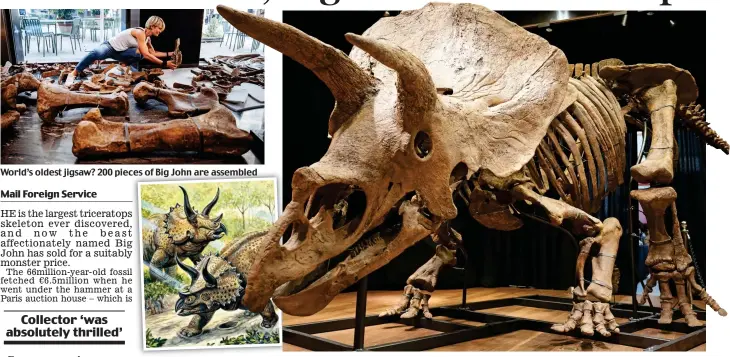  ?? ?? World’s oldest jigsaw? 200 pieces of Big John are assembled
Plant-eaters: Triceratop­s
Land of the giants: Big John is 23ft long and is 8ft high at the hips. His skull is a third of his total length