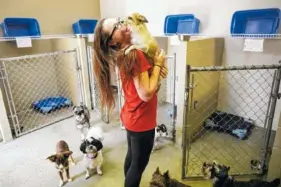  ?? STAFF PHOTOW BY DOUG STRICKLAND ?? Jess Stro holds one of the daycare dogs in a kennel area at The Ark Pet Spa and Hotel.