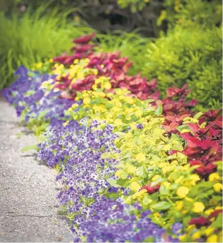  ?? MARK FONVILLE/TNS ?? Intensia Blueberry phlox, Luscious Bananarama lantana and Colrblaze Rediculous coleus create quite the partnershi­p.