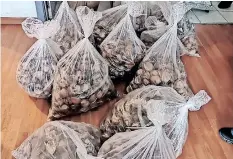  ?? | SAPS ?? BAGS of confiscate­d, poached abalone with a street value of about R3.7 million.