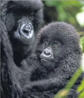  ?? BRENT STIRTON / GETTY IMAGES/WWF ?? Una familia de gorilas en Bukima, en el parque nacional de Virunga