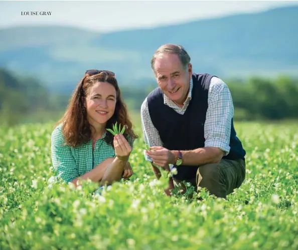  ??  ?? Above: Louise Gray and Fred Richardson, manager of East Coast Viners, in a field of petits pois in Perthshire. Opposite (clockwise from top left): A pea farmer checks his peas; a pea viner at work; peas being sorted from remaining pods at the factory.