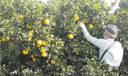  ?? A.J. GNZÁLEZ ?? Tareas de recogida de la naranja en La Vega.