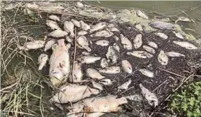  ?? PIC COURTESY OF FACEBOOK ?? Rotten fish on the banks of the Murray-Darling Rivers in Australia recently.