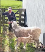  ?? PHOTO / SUPPLIED ?? Te Puke sheep and beef farmer Rick Powdrell is lambing at the moment on his farm.