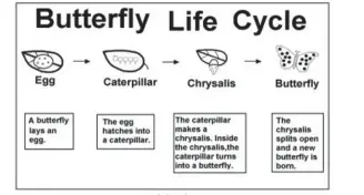  ??  ?? Life Cycle or Life History of the Butterfly