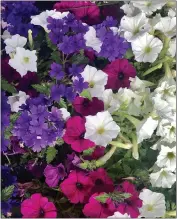  ?? NORMAN WINTER — TRIBUNE NEWS SERVICE ?? If you would like a subtle twist on the old red white and blue this summer, consider Supertunia Royal Magenta petunia, Supertunia Mini Vista White petunia and Superbena Imperial Blue verbena.