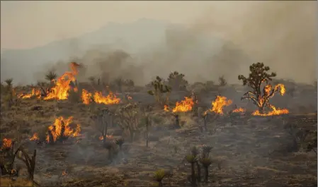  ?? TY O'NEIL — THE ASSOCIATED PRESS ?? Joshua trees burn in the York Fire on Sunday in the Mojave National Preserve. Crews battled “fire whirls” in California's Mojave National Preserve this weekend as a massive wildfire crossed into Nevada amid dangerousl­y high temperatur­es and raging winds.