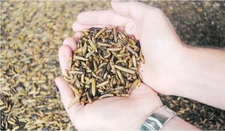  ??  ?? Enterra plans to raise black soldier fly larvae, which have a high protein and fat content that can be processed into animal feed.