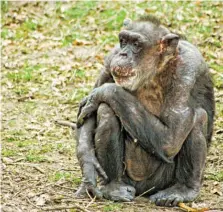  ?? BILD: SN/UNI WIEN/J. MASSEN ?? Verwaiste Schimpanse­n sind in ihrem sozialen Fellpflege­verhalten eingeschrä­nkt.