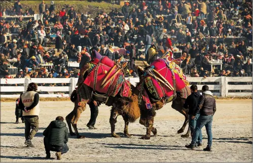 ?? (AP/Emrah Gurel) ?? Camels wrestle Jan. 16 during Turkey’s largest camel wrestling festival in the Aegean town of Selcuk, Turkey.