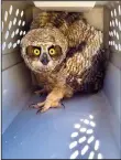  ?? COURTESY PHOTOGRAPH/LODI ANIMAL SERVICES ?? Lodi Animal Services Officer Jordan Kranich recently rescued a great horned owl that fell from its nest.