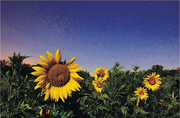  ?? MICHAEL S. WILLIAMSON/THE WASHINGTON POST ?? Stunning and towering sunflowers are annuals — plants that sprout, shoot up, flower and die in just one season.