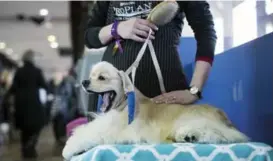  ?? KARSTEN MORAN/THE NEW YORK TIMES ?? Seamus, a cocker spaniel, relaxes as he waits to compete in breed judging at the Westminste­r Kennel Club Dog Show.