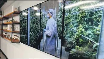  ?? ASSOCIATED PRESS ?? Photograph­s of marijuana plants are on the wall beside shelves of product displays during an open house Feb. 1, 2018, for the opening of CY+ Medical marijuana Dispensary in Butler, Pa.